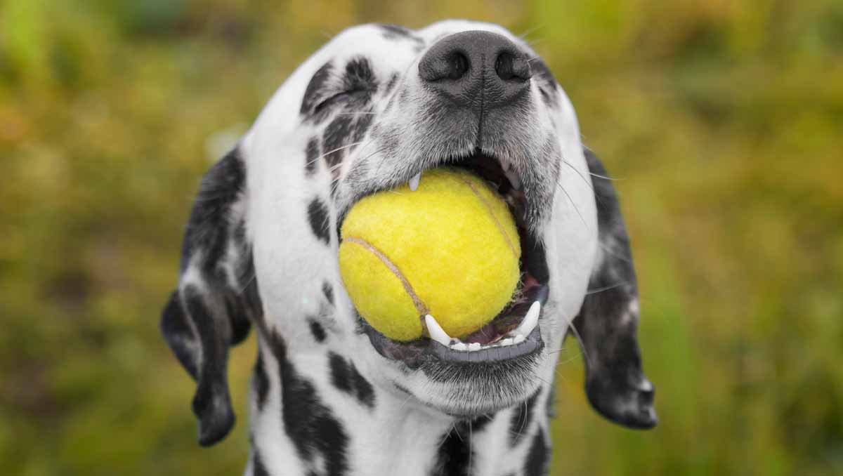 Best Tennis Balls For Dogs