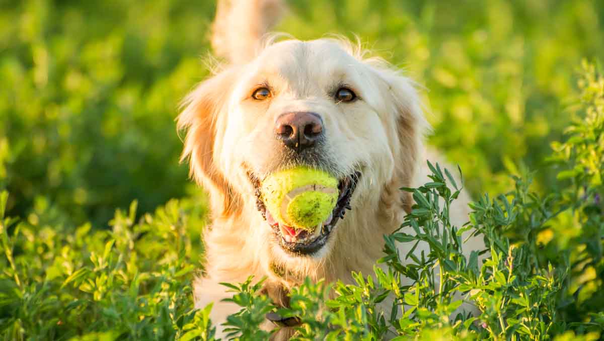 Dog Tennis Ball Best