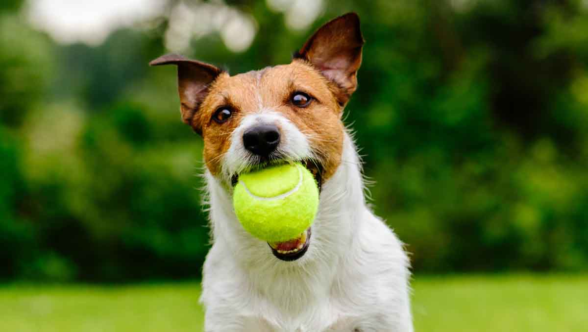 Dog With Tennis Ball